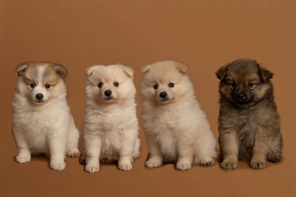 4 Mittelspitz til salg på købhund.dk