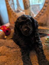 4 Pudel, mellem til salg på købhund.dk