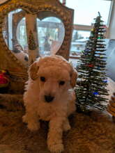 4 Pudel, mellem til salg på købhund.dk