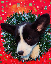 8 Welsh Corgi Cardigan til salg på købhund.dk