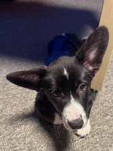 8 Welsh Corgi Cardigan til salg på købhund.dk