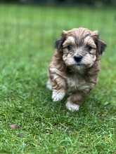 4 Bichon Havanais til salg på købhund.dk