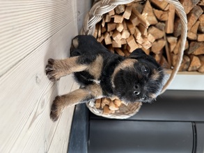 5 Border Terrier til salg på købhund.dk