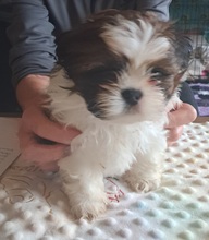 4 Shih Tzu til salg på købhund.dk