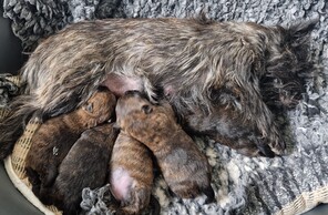 5 Cairn Terrier til salg på købhund.dk