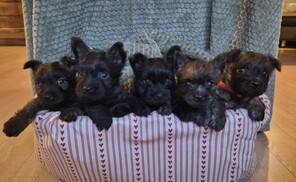 5 Cairn Terrier til salg på købhund.dk