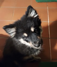 6 Finsk Lapphund til salg på købhund.dk