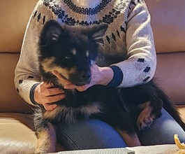 6 Finsk Lapphund til salg på købhund.dk