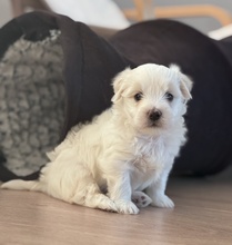 1 Coton de Tulear til salg på købhund.dk