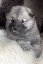 9 Eurasier til salg på købhund.dk