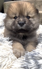 9 Eurasier til salg på købhund.dk