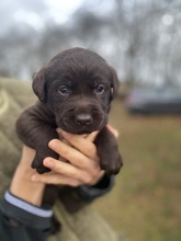 10 Labrador Retriever til salg på købhund.dk