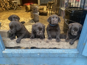 10 Labrador Retriever til salg på købhund.dk