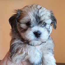 5 Bichon Havanais til salg på købhund.dk