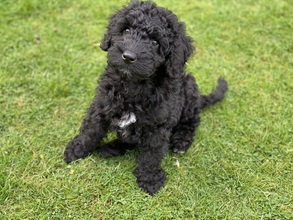 7 Spansk Vandhund til salg på købhund.dk