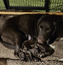 4 Labrador Retriever til salg på købhund.dk