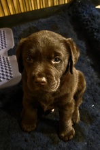 4 Labrador Retriever til salg på købhund.dk