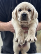 6 Labrador Retriever til salg på købhund.dk