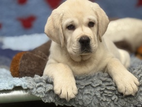 6 Labrador Retriever til salg på købhund.dk