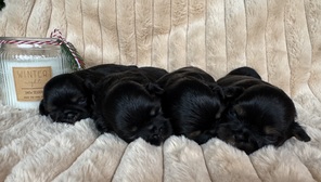 7 Shih Tzu til salg på købhund.dk