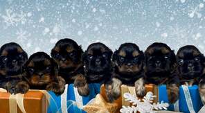 7 Shih Tzu til salg på købhund.dk