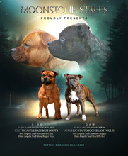 4 Staffordshire Bull Terrier til salg på købhund.dk