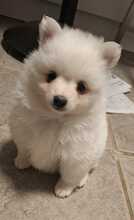 4 Volpino Italiano til salg på købhund.dk