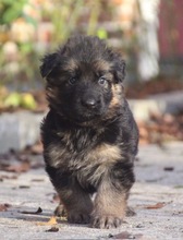 1 Schæferhund,langstockh. m. underuld til salg på købhund.dk