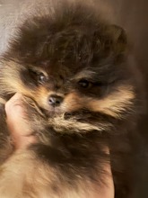 3 Pomeranian til salg på købhund.dk