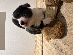 10 Welsh Corgi Cardigan til salg på købhund.dk