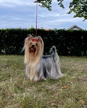 3 Yorkshire Terrier til salg på købhund.dk