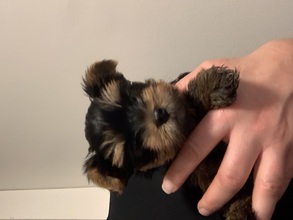 3 Yorkshire Terrier til salg på købhund.dk