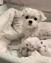 4 Malteser til salg på købhund.dk