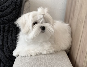 4 Malteser til salg på købhund.dk