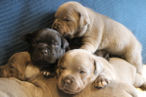 8 Staffordshire Bull Terrier til salg på købhund.dk