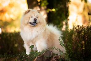 6 Chow Chow til salg på købhund.dk