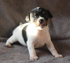 6 Dansk/Svensk Gårdhund til salg på købhund.dk