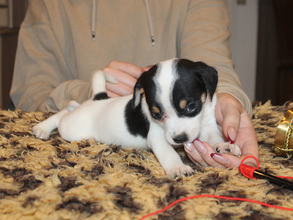 6 Dansk/Svensk Gårdhund til salg på købhund.dk