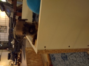 4 Border Terrier til salg på købhund.dk