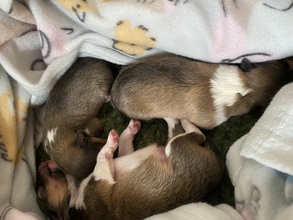 3 Shetland Sheepdog til salg på købhund.dk