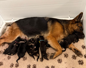 10 Schæferhund, stockhåret til salg på købhund.dk