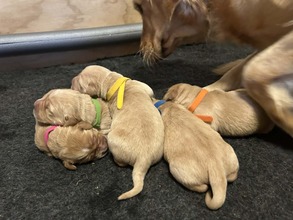 5 Golden Retriever til salg på købhund.dk