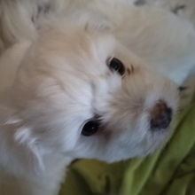 3 Coton de Tulear til salg på købhund.dk