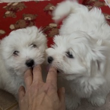 3 Coton de Tulear til salg på købhund.dk