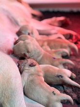 8 Labrador Retriever til salg på købhund.dk