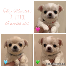 3 Chihuahua, langhåret til salg på købhund.dk