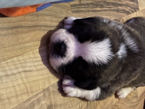 3 Sankt Bernhardshund, korthåret til salg på købhund.dk