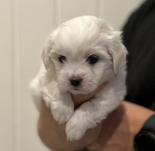 4 Coton de Tulear til salg på købhund.dk