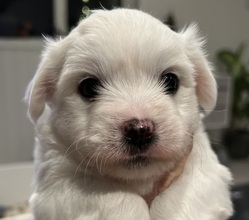 4 Coton de Tulear til salg på købhund.dk
