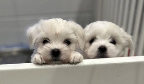 4 Coton de Tulear til salg på købhund.dk